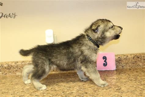 We are located in Irvine, Kentucky and specialize in producing quality wolfdogs. . F3 wolfdog for sale
